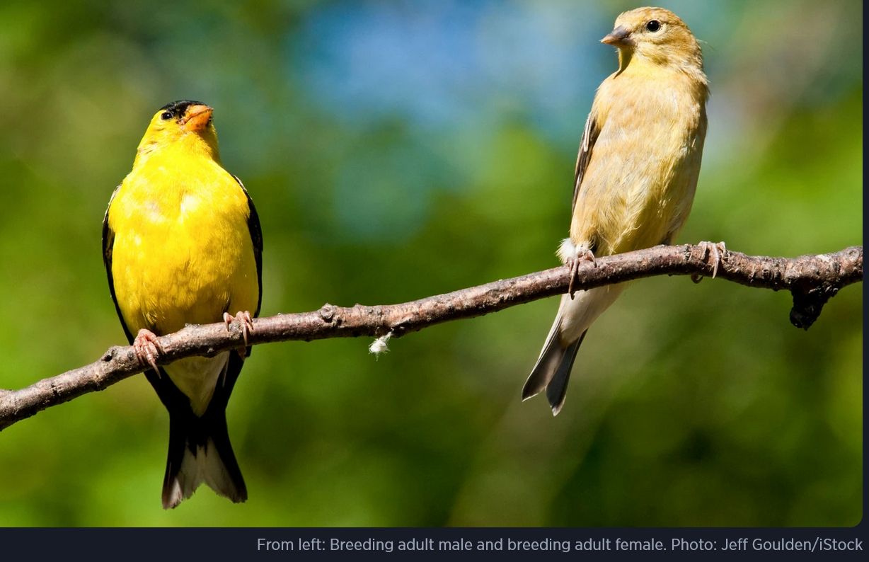 CR_Birds-03