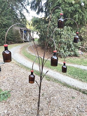 BottleBush-00b